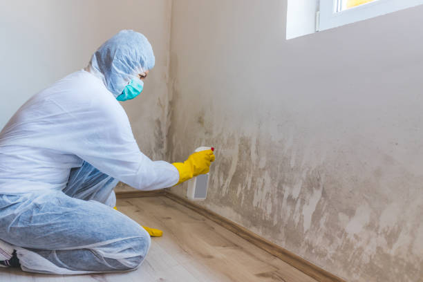 Professional mold removal team in Naples