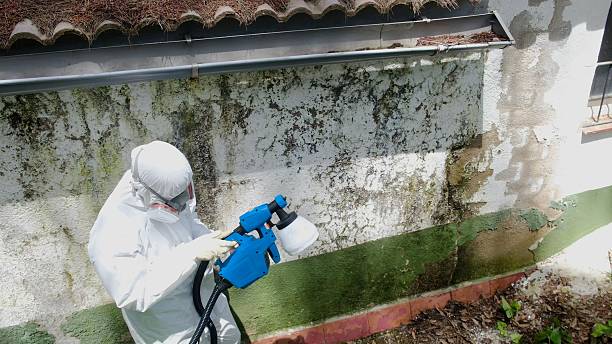 Mold Removal service in Naples
